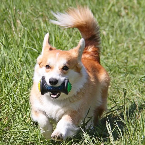 TPR LED-es súlyzó alakú erős játék kutyáknak-12x7,5cm-4 TPR LED-es súlyzó alakú erős játék kutyáknak-12x7,5cm-4